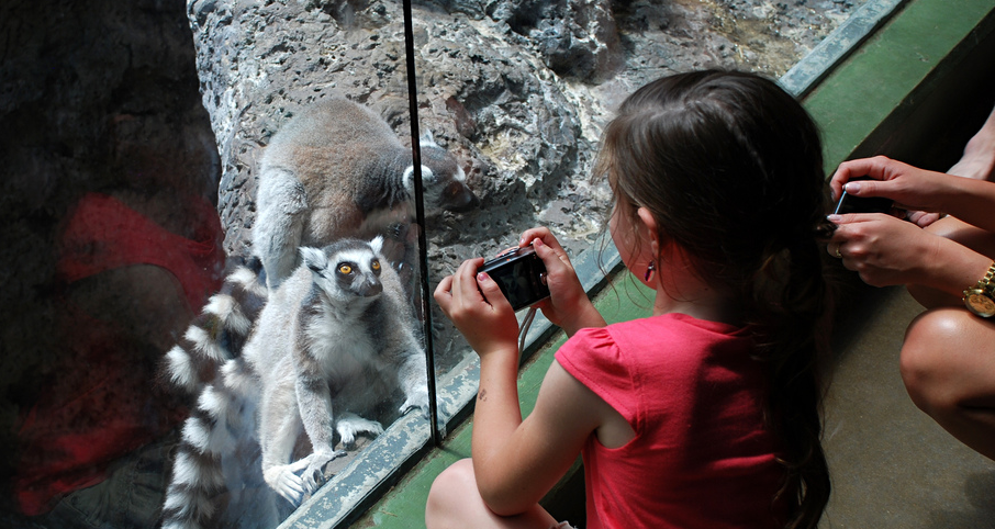 lemur-girl-zoo.png